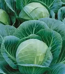 Семена белокочанной капусты Гилея премиум F1, п.е. 10 тыс. семян (Nasko)