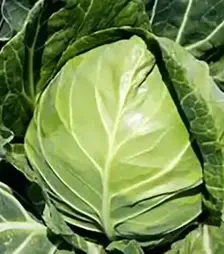 Семена белокочанной капусты Боликор F1, п.е. 2500 семян (Syngenta)