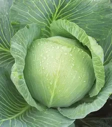 Насіння білоголової капусти Зенон F1, п.о. 2500 насінин (Syngenta)