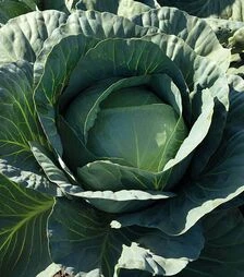 Семена белокочанной капусты Адаптор F1, п.е. 2500 семян (Syngenta)