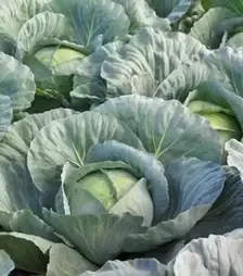 Насіння білоголової капусти Кататор F1, п.о. 2500 насінин (Syngenta)