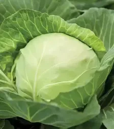 Насіння білоголової капусти Кевін F1, п.о. 2500 насінин (Syngenta)