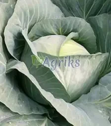 Насіння білоголової капусти Трансам F1, п.о. 2500 насінин (Bejo)