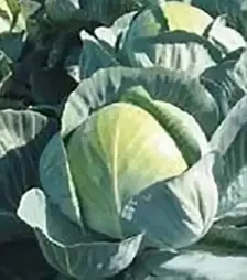 Семена белокочанной капусты Килагерб F1, п.е. 2500 семян (Syngenta)