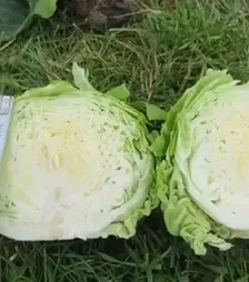 Насіння білоголової капусти Констебель F1, п.о. 2500 насінин (Clause)