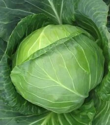 Насіння білоголової капусти Балбро F1, п.о. 2,5 тис. насінин (Hazera)