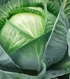 Семена белокочанной капусты Галакси F1, п.е. 2,5 тыс. семян (NongWoo Bio)