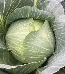 Насіння білоголової капусти Конгама, п.о. 2,5 тис. насінин (Rijk Zwaan)