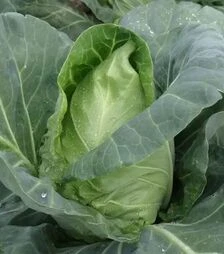 Семена белокочанной капусты Пилон F1, п.е. 2,5 тыс. семян (Moravoseed)
