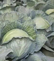 Семена белокочанной капусты Аксона F1 (КС 29), п.е. 2,5 тыс. семян (Kitano Seeds)