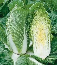 Насіння пекінської капусти Анако F1, п.о. 1 тис. насінин (NongWoo Bio)