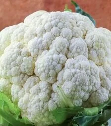 Семена цветной капусты Бьянка F1, п.е. 2,5 тыс. семян (NongWoo Bio)