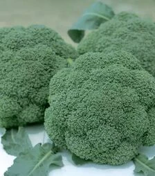 Семена капусты брокколи Баро Стар F1, п.е. 2,5 тыс. семян (NongWoo Bio)