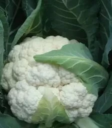 Насіння цвітної капусти  Барселона F1, п.о. 2,5 тис. насінин (Hazera)