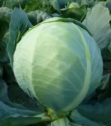 Насіння білоголової капусти Бунка F1 (КС 60), п.о. 2,5 тис. насінин (Kitano Seeds)