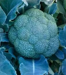 Семена капусты брокколи Вавилон F1, п.е. 2,5 тыс. семян (Clause)