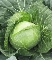 Семена белокочанной капусты Вирджиния F1, п.е. 2,5 тыс. семян (Spark Seeds)