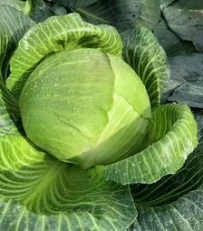 Семена белокочанной капусты Гальватрон F1, п.е. 2,5 тыс. семян (Seminis)