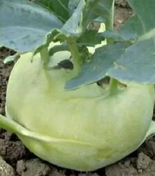 Семена капусты кольраби Гигант, 1 кг (Moravoseed)