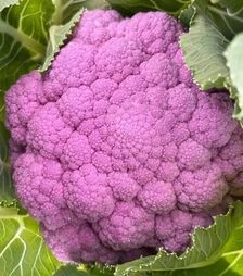 Семена цветной капусты Депурпл F1, п.е. 1 тыс. семян (Syngenta)