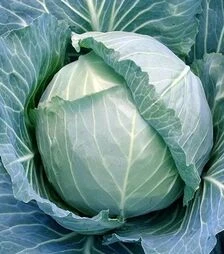 Семена белокочанной капусты Зеус F1, п.е. 2,5 тыс. семян (Moravoseed)