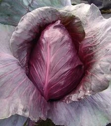 Семена красноголовой капусты Калибос, 1 кг (Moravoseed)