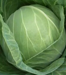 Насіння білоголової капусти Кебтон F1, п.о. 2,5 тис. насінин (Bejo)