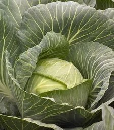 Насіння білоголової капусти Киласис F1, п.о. 2,5 тис. насінин (Syngenta)