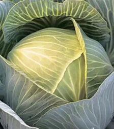 Насіння білоголової капусти Кіластор F1, п.о. 2,5 тис. насінин (Syngenta)