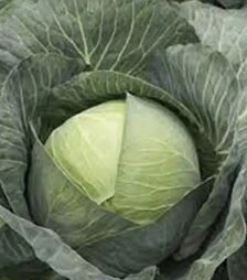 Насіння білоголової капусти Кіластрес F1, п.о. 2,5 тис. насінин (Syngenta)