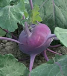 Семена капусты кольраби Колибри F1, п.е. 2,5 тыс. семян (Bejo)