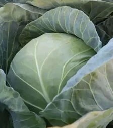 Насіння білоголової капусти Коматі F1 (КС 15), п.о. 2,5 тис. насінин (Kitano Seeds)