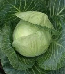 Насіння білоголової капусти Корино F1, п.о. 1 тис. насінин (Semo)