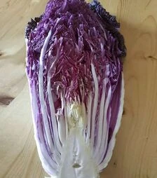 Семена пекинской капусты КС 888 F1, п.е. 2,5 тыс. семян (Kitano Seeds)