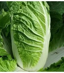 Семена пекинской капусты Кьюстар F1, п.е. 2,5 тыс. семян (Takii Seed)