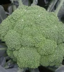 Насіння капусти броколі Легасі F1, п.о. 1 тис. насінин (Spark Seeds)