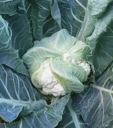 Семена цветной капусты Лекана F1, п.е. 2,5 тыс. семян (Syngenta)