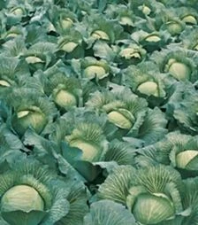 Насіння білоголової капусти Леннокс F1, п.о. 2,5 тис. насінин (Bejo)