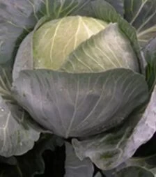 Насіння білоголової капусти Менді F1, п.о. 2,5 тис. насінин (Bejo)