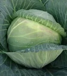 Насіння білоголової капусти Мерідор F1, 1 кг (Moravoseed)
