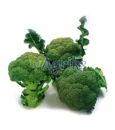 Насіння капусти броколі Нексос F1, п.о. 2,5 тис. насінин (Sakata)