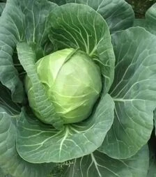 Насіння білоголової капусти Нозомі F1, п.о. 2,5 тис. насінин (Sakata)