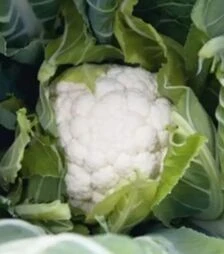 Семена цветной капусты Овиедо F1, п.е. 2,5 тыс. семян (Bejo)