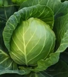 Насіння білоголової капусти Одіссей F1, п.о. 2,5 тис. насінин (NongWoo Bio)