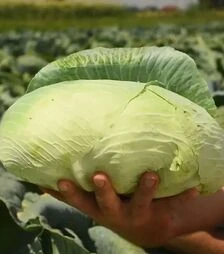 Семена белокочанной капусты Платон F1, п.е. 2,5 тыс. семян (NongWoo Bio)