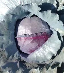 Семена красноголовой капусты Ред Класс F1, п.е. 2,5 тыс. семян (Spark Seeds)