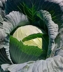 Семена белокочанной капусты Сармелло F1, п.е. 2,5 тыс. семян (Syngenta)