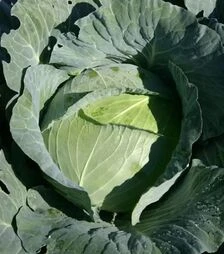 Семена белокочанной капусты Суприм Квин F1, п.е. 2,5 тыс. семян (NongWoo Bio)
