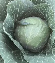 Семена белокочанной капусты Талис F1, п.е. 2,5 тыс. семян (Bejo)