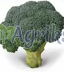 Насіння капусти броколі Тритон F1, п.о. 2,5 тис. насінин (Sakata)